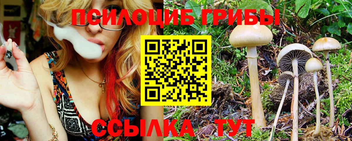 Псилоцибиновые грибы Psilocybe Назрань