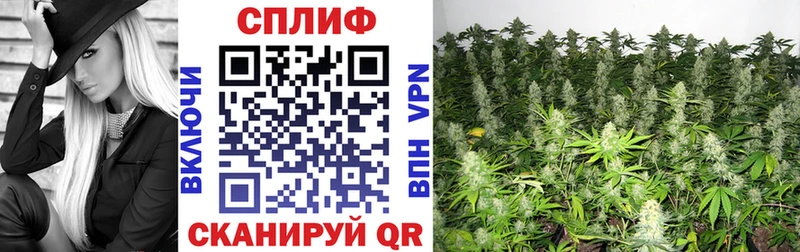 Шишки марихуана семена  мега маркетплейс  Назрань 